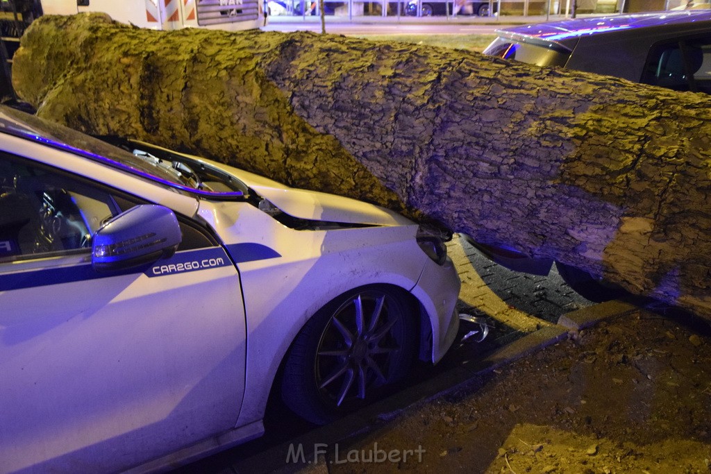 Baum auf PKWs Koeln Mitte Rheinuferstr Goldgasse P015.JPG - Miklos Laubert